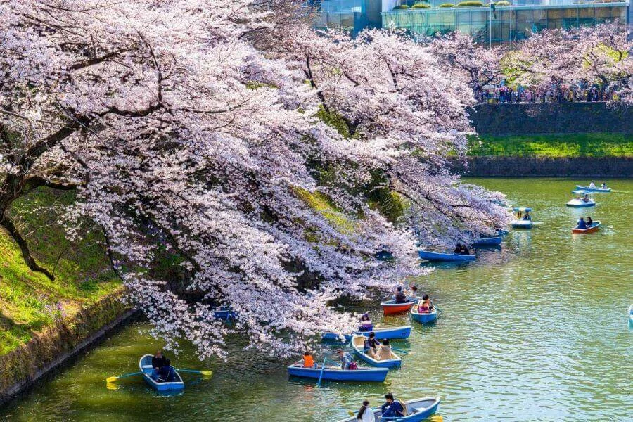 Công viên Chidorigafuchi là một trong những điểm ngắm hoa anh đào thu hút đông đảo người dân địa phương và du khách mỗi độ xuân về
