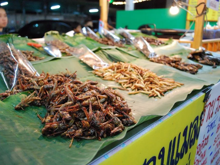 Côn trùng chiên Pattaya - Một trải nghiệm mới lạ, hứa hẹn mang cho bạn hương vị độc đáo khó cưỡng
