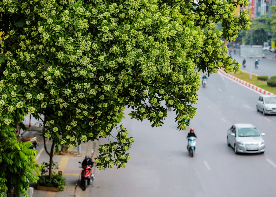 Mùa thu Hà Nôi - Con đường thoảng mùi hoa sữa