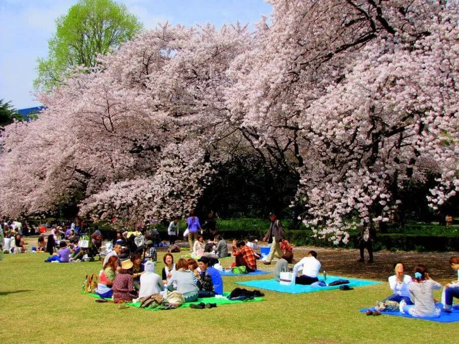 Công viên Matsumae ở Hokkaido là một trong những địa điểm ngắm hoa anh đào nổi tiếng mà bạn không nên bỏ qua