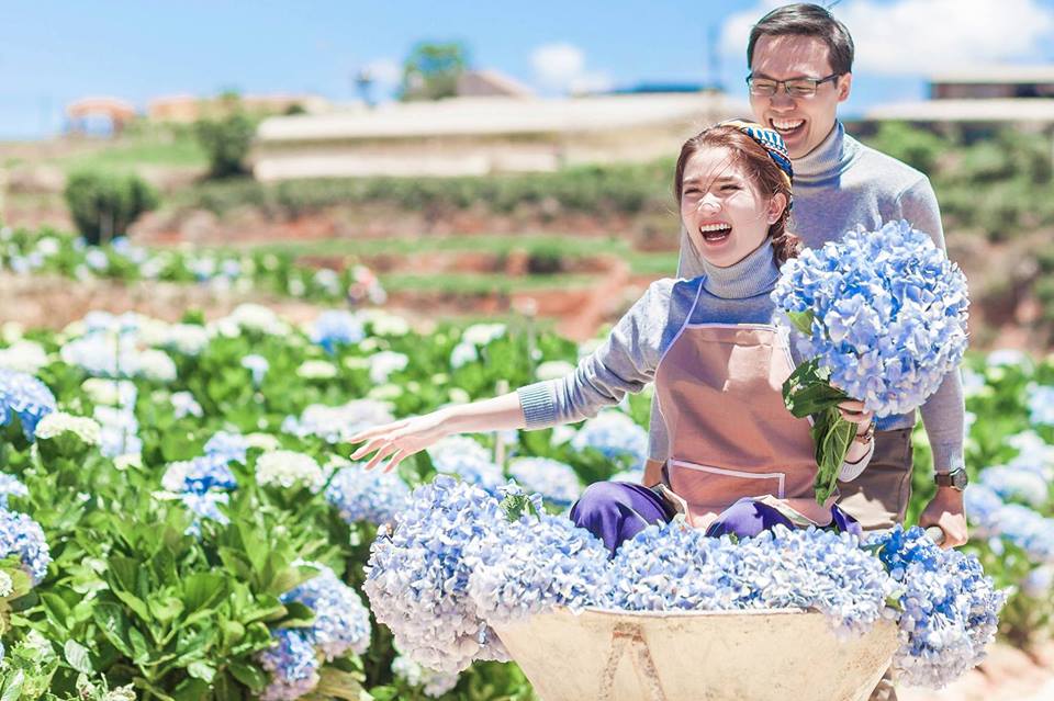 Thung lũng hoa cẩm tú cầu đẹp như mơ giữa Đà Lạt