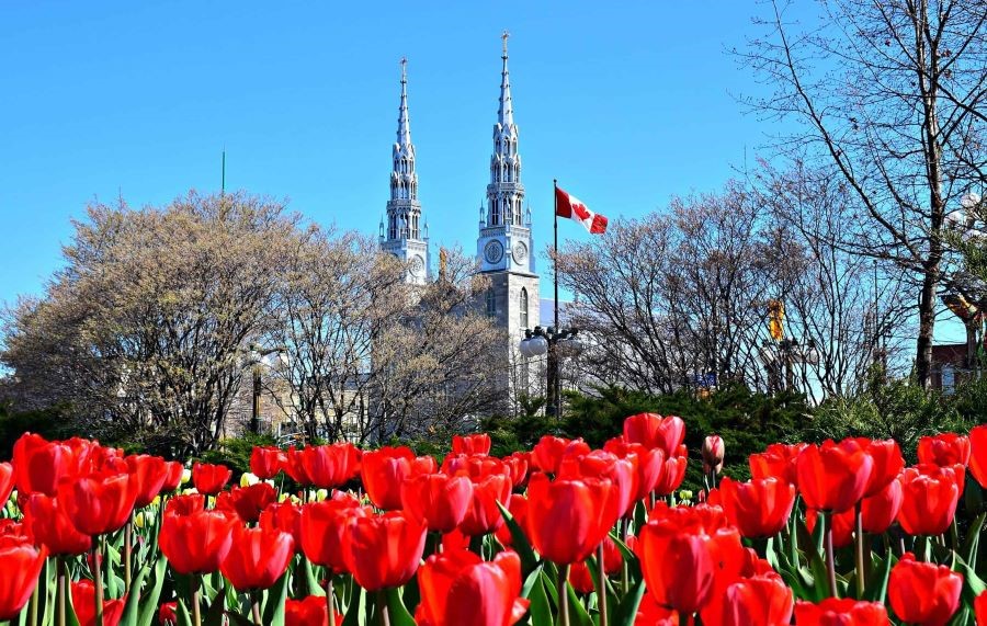 Mỗi mùa xuân, thủ đô Ottawa của Canada lại khoác lên mình chiếc áo rực rỡ với hơn một triệu bông hoa tulip khoe sắc