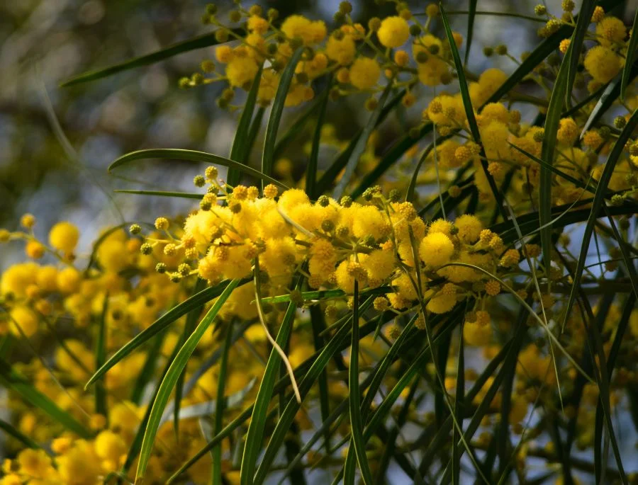 Những bông hoa Wattle nở vàng rực cả một góc trời của nước Úc