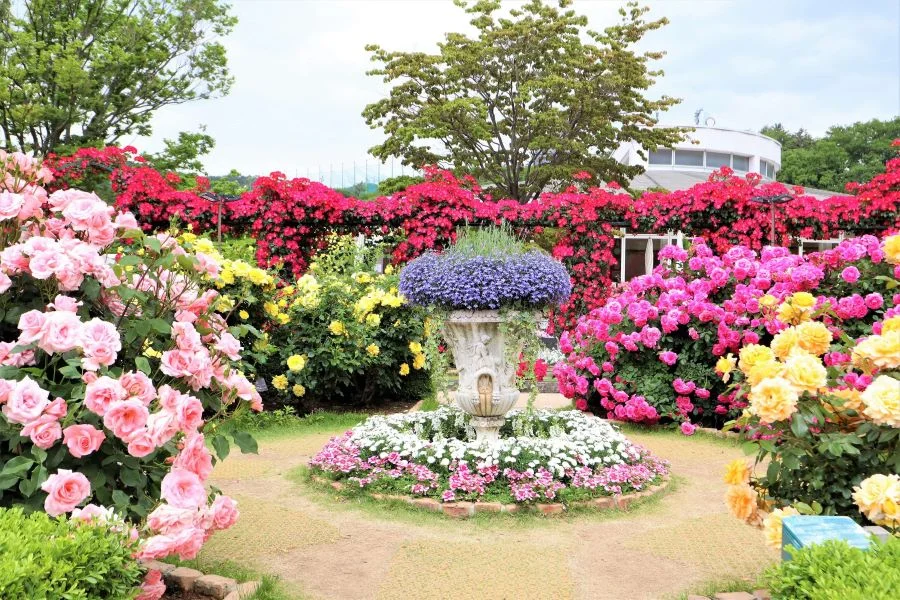 Những cánh đồng hoa hồng nở rộ tuyệt đẹp tại Nhật Bản - điểm đến hoàn hảo dành cho những tâm hồn ưa mộng mơ 