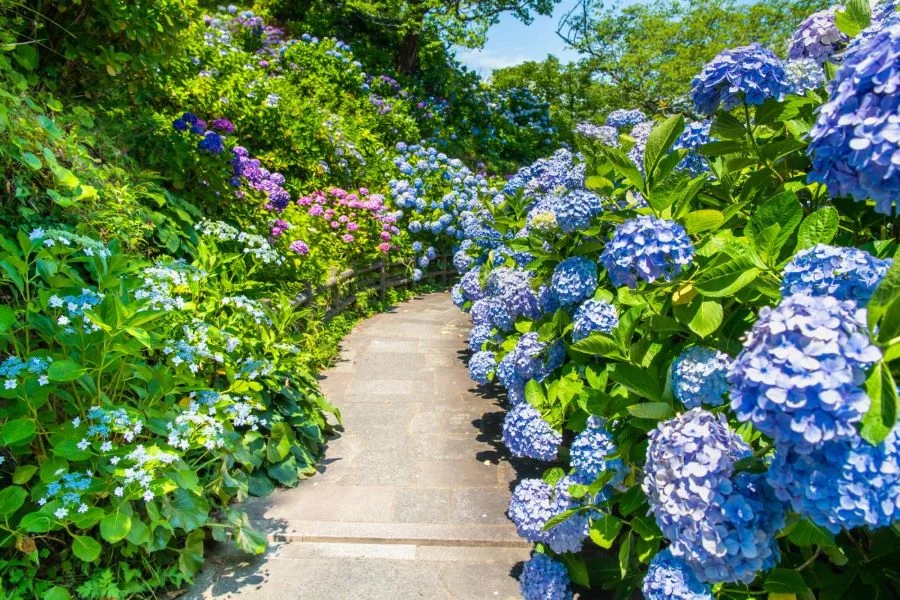 Du khách sẽ được đắm mình trong hương sắc mộng mơ đầy thi vị của những khu vườn cẩm tú cầu nở bạt ngàn