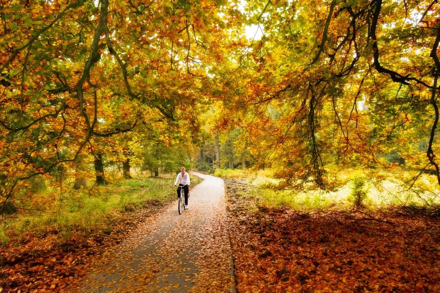 Công viên Quốc gia Hoge Veluwe - khu bảo tồn thiên nhiên hoang dã có quy mô lớn nhất tại Hà Lan