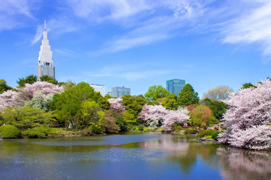 Công viên Shinjuku tọa lạc ngay tại thủ đô Tokyo là điểm dừng chân trong mơ của rất nhiều du khách nước ngoài 