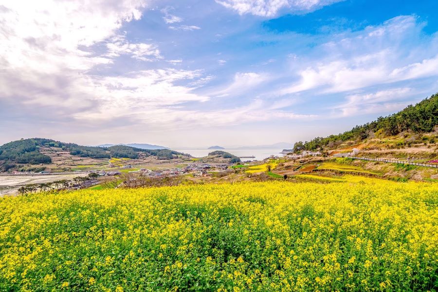 Đảo Cheongsando vào xuân với những cánh đồng hoa cúc vàng tươi đẹp như tranh vẽ