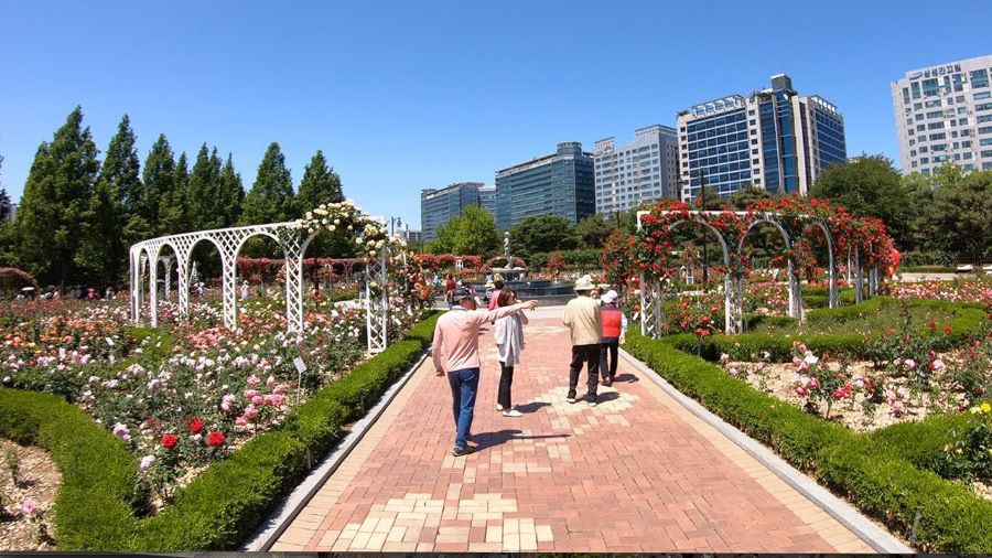 Bức tranh ngày xuân tại công viên Ilsan được điểm tô bởi sắc màu rực rỡ của muôn vàn loài hoa