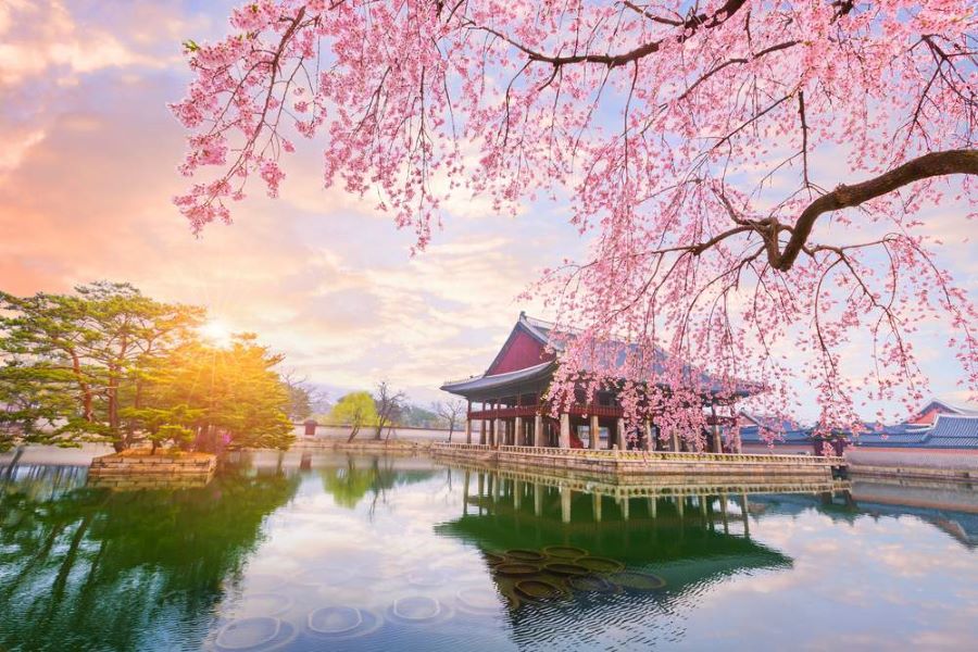 Mùa xuân là thời điểm lý tưởng để đắm mình vào khung cảnh lãng mạn và nên thơ khó tả của những tán anh đào nở rộ ở xứ sở kim chi