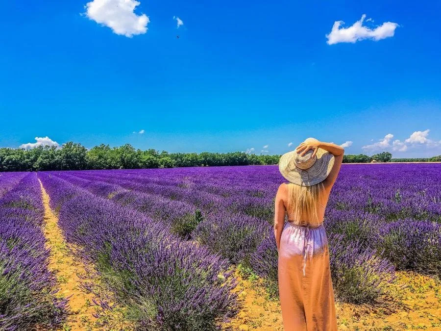 Provence từ lâu đã là một điểm đến nổi tiếng với những cánh đồng hoa oải hương trải dài bất tận