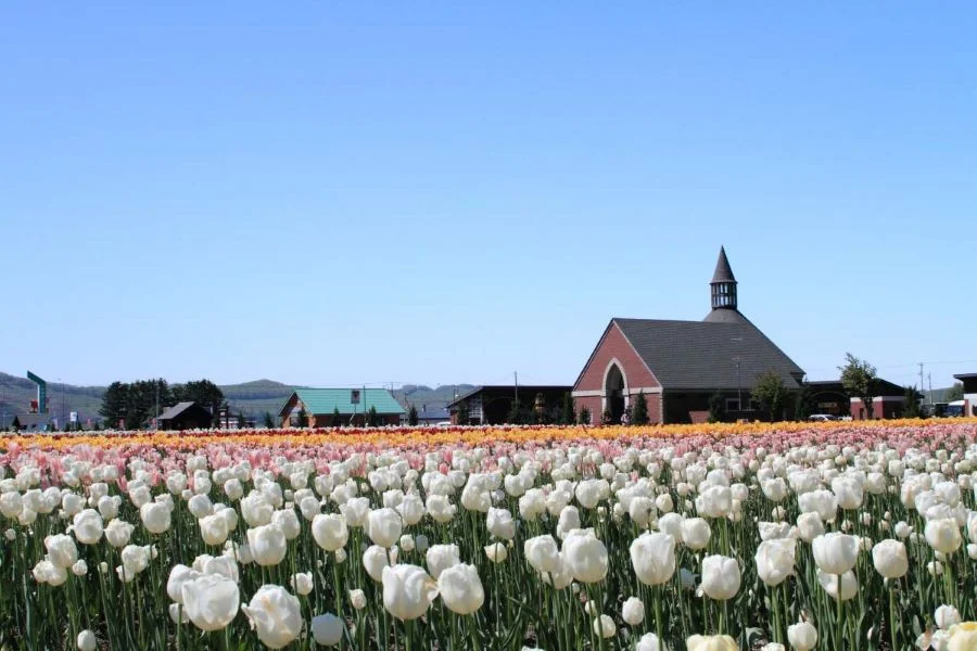 Vườn hoa Tulip Kamiyubetsu đẹp ngất ngay tại Nhật Bản