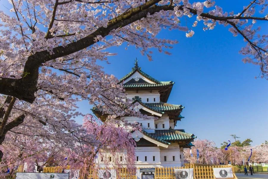 Choáng ngợp trước khung cảnh hoa anh đào phủ hồng khắp lâu đài Hirosaki