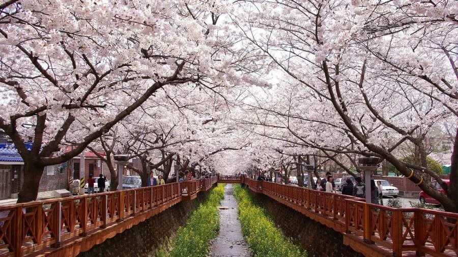 Suối Yeojwacheon là một trong những điểm ngắm hoa anh đào đẹp nhất tại Jinhae