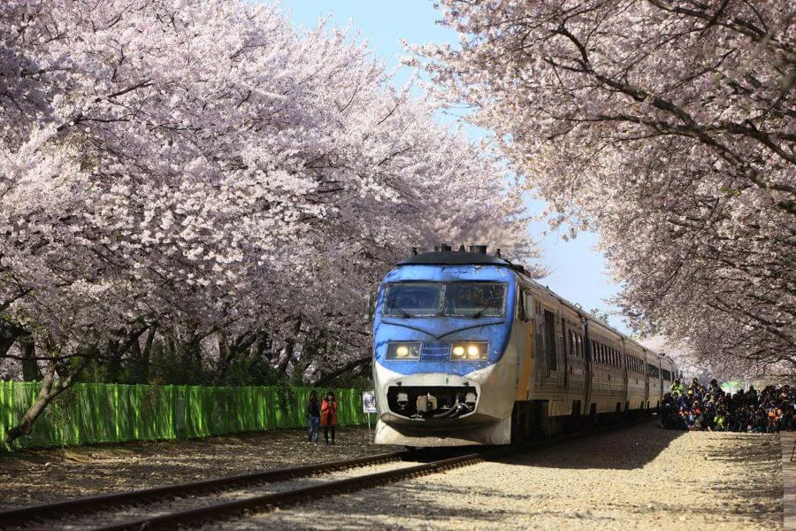Ga xe lửa Gyeonghwa là một trong những điểm ngắm hoa anh đào đẹp nhất không chỉ ở Jinhae mà còn trên khắp Hàn Quốc