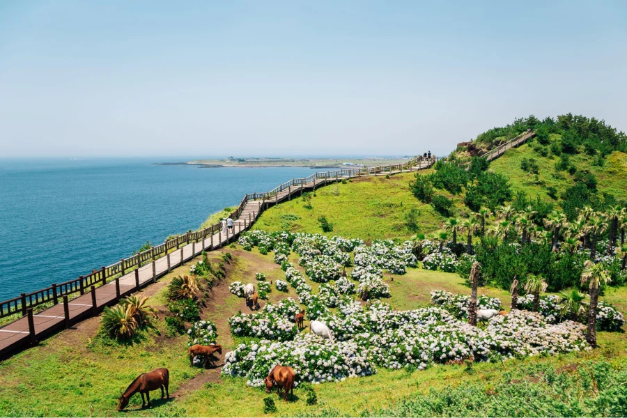 Jeju - Nơi được mệnh danh là “Hawaii của Hàn Quốc”, mang một vẻ đẹp tự nhiên hoang sơ, hùng vĩ