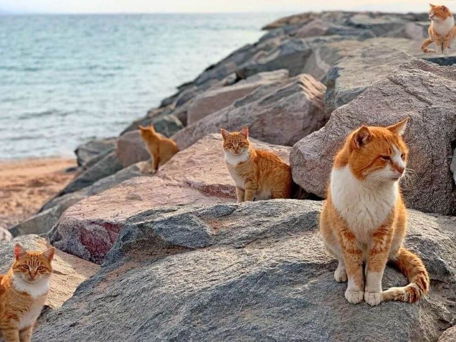 Tashirojima hay còn được biết đến với tên gọi 