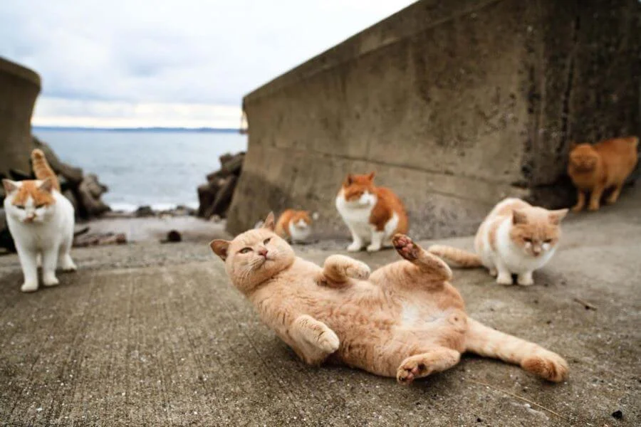 Với diện tích khoảng 12km vuông, Tashirojima là một điểm đến độc đáo và hấp dẫn đối với những người yêu mèo
