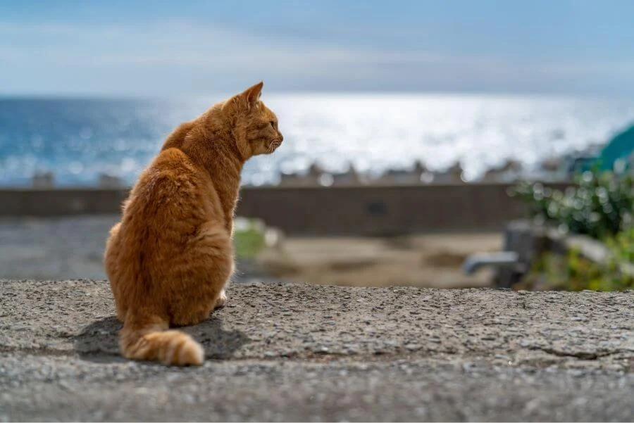 Tashirojima được bao bọc bởi biển cả xanh biếc, với những bờ biển đá gồ ghề xen lẫn những bãi cát nhỏ xinh