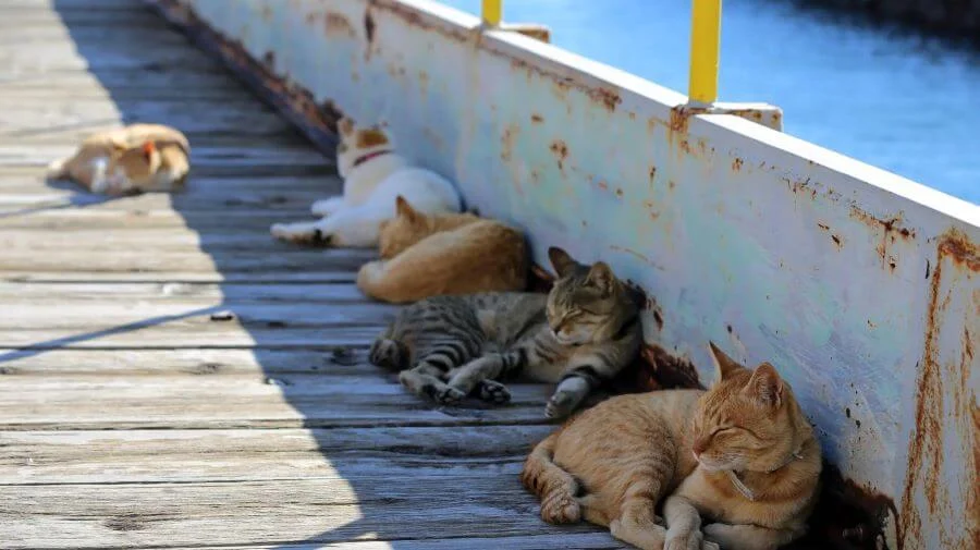 Tashirojima là một thiên đường mà những ai yêu mèo không nên bỏ qua