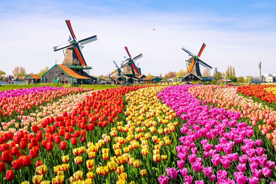 Hoa Tulip và cối xay gió là 2 biểu tượng nổi bật của Hà Lan
