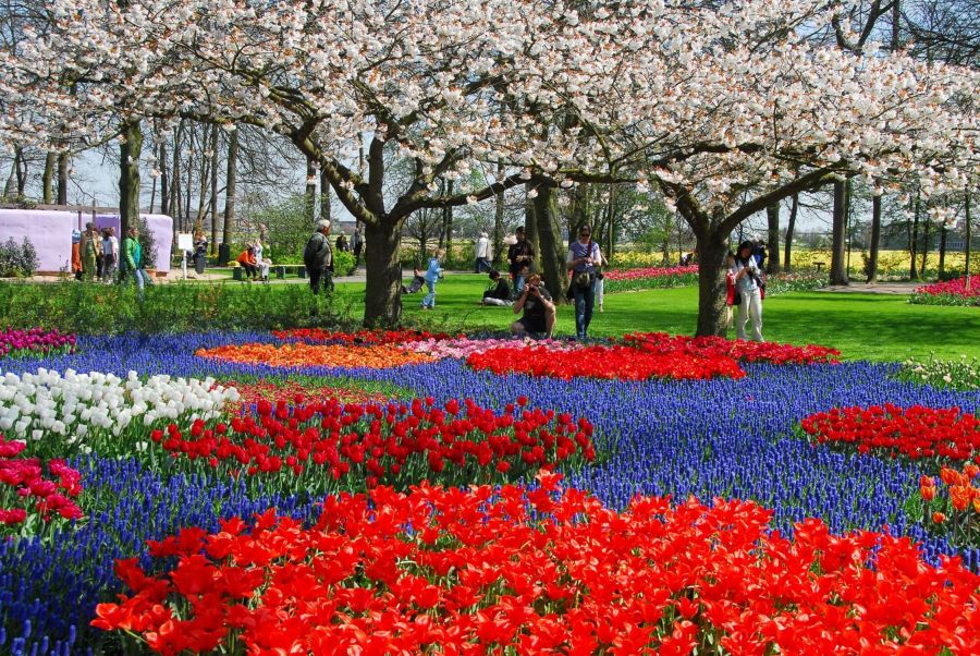 Keukenhof là “Khu vườn địa đàng của hạ giới”