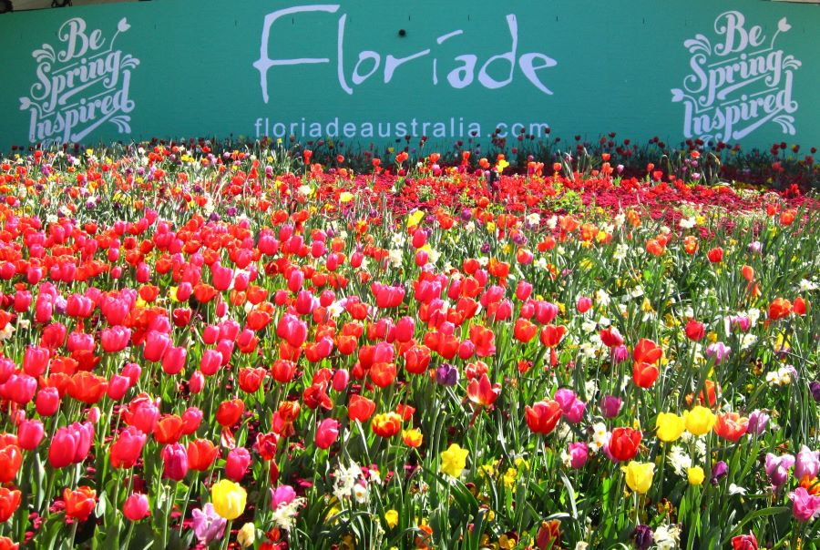 Lễ hội hoa Floriade là trải nghiệm không thể bỏ lỡ cho những vị khách yêu hoa