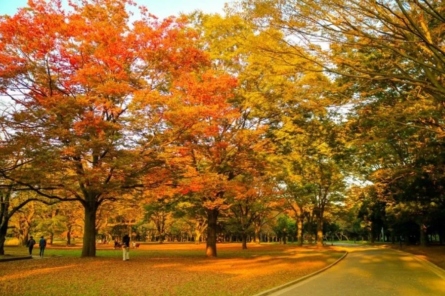 Nơi được mệnh danh là một trong những địa điểm ngắm lá đỏ đẹp nhất tại Tokyo