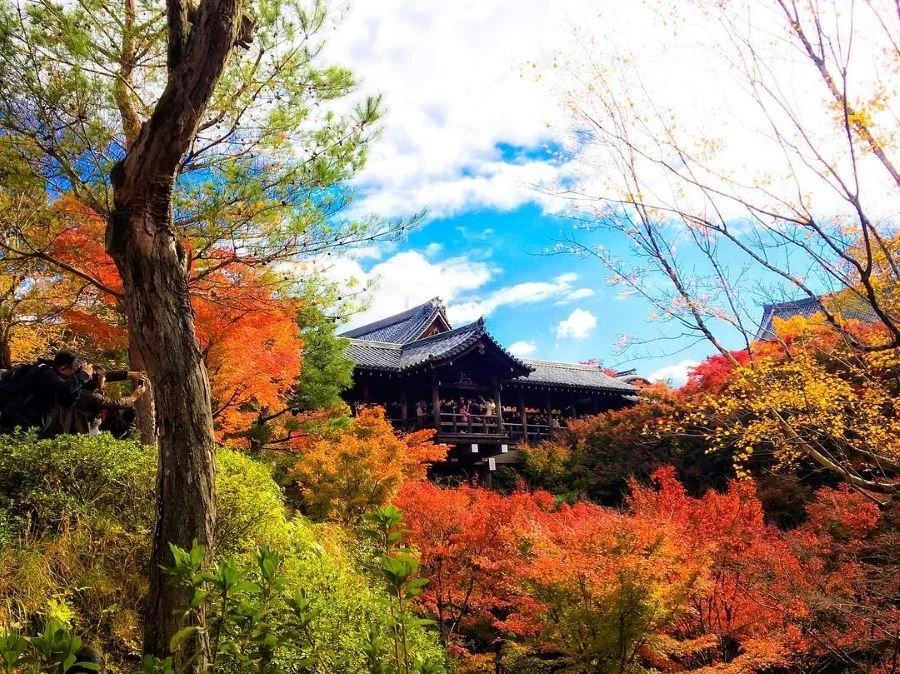 Đền Tofukuji trở nên lộng lẫy hơn vào mỗi mùa lá đỏ Nhật Bản