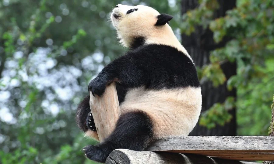 Những chú gấu trúc với ngoại hình dễ thương hành động vui nhộn