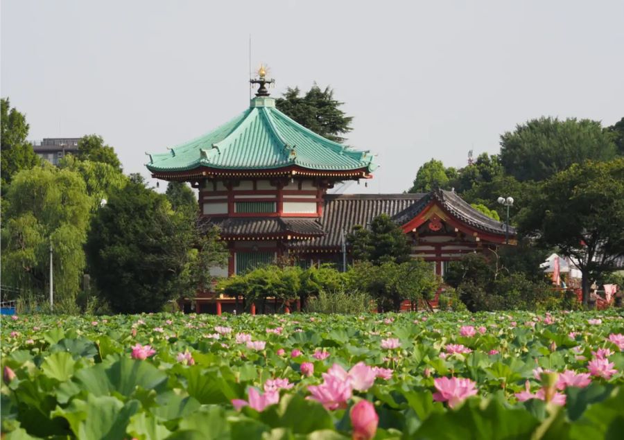Nằm giữa nhịp sống sôi động của Tokyo, Công viên Ueno sừng sững như một ốc đảo xanh mát, mang đến cho bạn một không gian thư giãn và bình yên