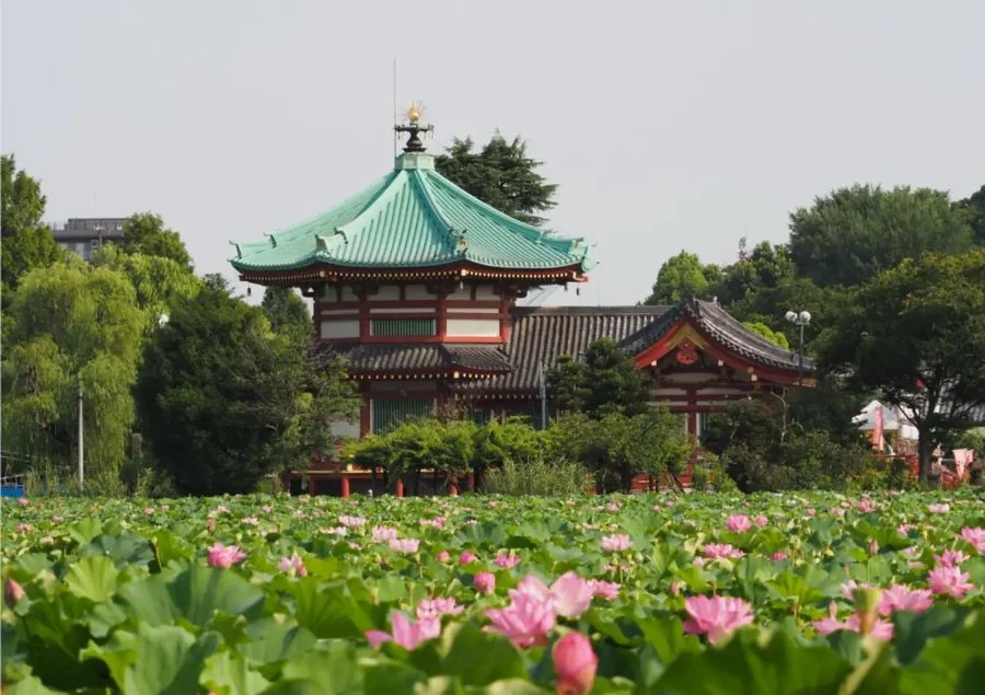 Nằm giữa nhịp sống sôi động của Tokyo, Công viên Ueno sừng sững như một ốc đảo xanh mát, mang đến cho bạn một không gian thư giãn và bình yên