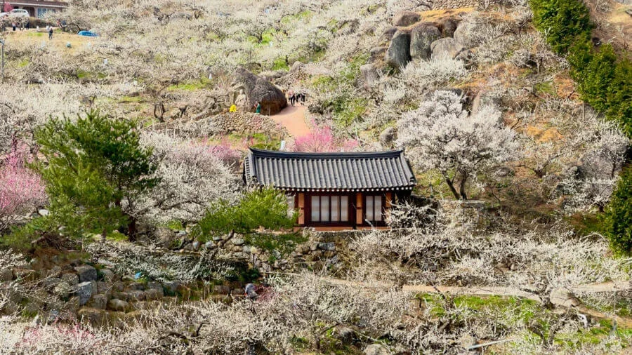 Gwangyang Maehwa là một địa điểm không thể bỏ qua nếu bạn có dịp di lịch Hàn Quốc vào mùa xuân