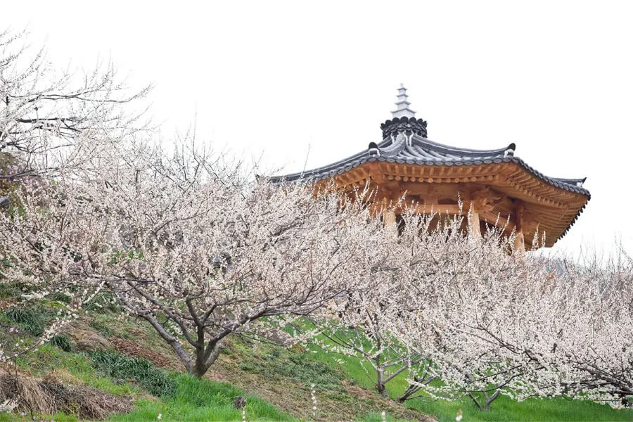 Gwangyang Maehwa nổi tiếng với những cánh đồng hoa mận trắng muốt trải dài bất tận, tạo nên một khung cảnh tuyệt đẹp