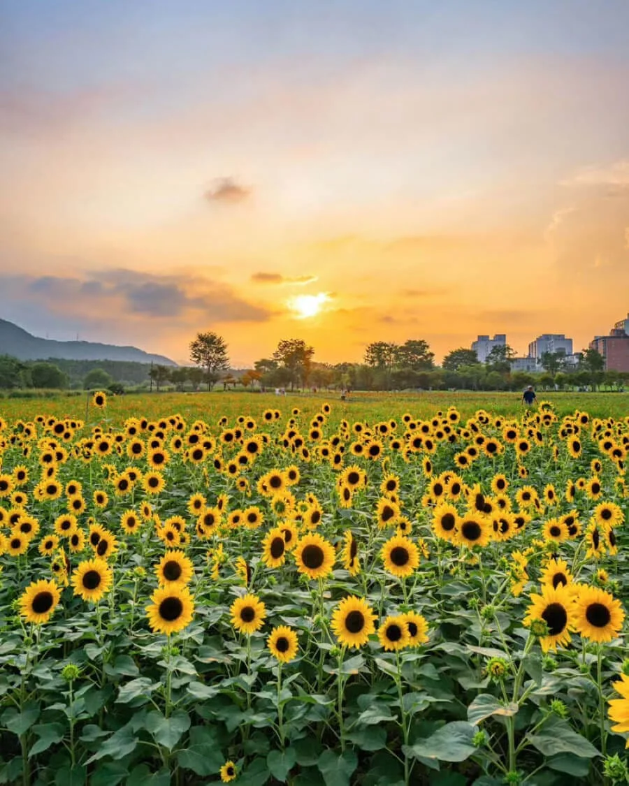 Hàng triệu bông hoa hướng dương đua nhau khoe sắc, vươn mình đón ánh mặt trời, tạo nên một khung cảnh đẹp đến ngỡ ngàng
