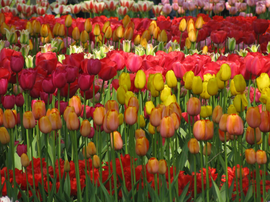 Mỗi một bông tulip đều mang một vẻ đẹp riêng, từ những cánh hoa đơn sắc tinh khôi đến những bông hoa nhiều màu sắc sặc sỡ