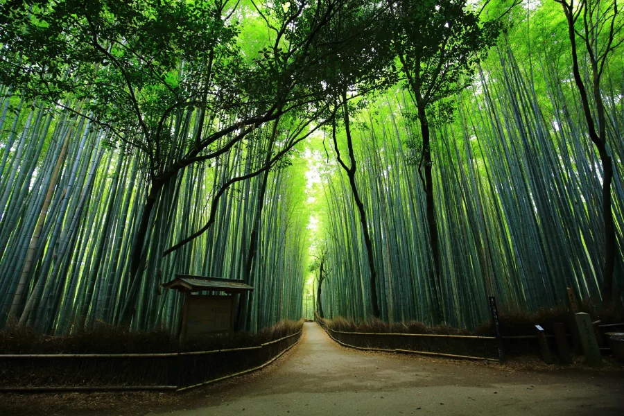 Rừng tre Sagano, hay còn được biết đến với cái tên Arashiyama, là một trong những biểu tượng của Kyoto