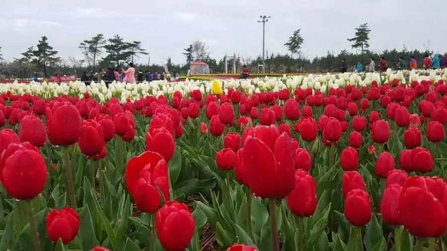 Tại sao nên đi du lịch Hàn Quốc vào mùa xuân?
