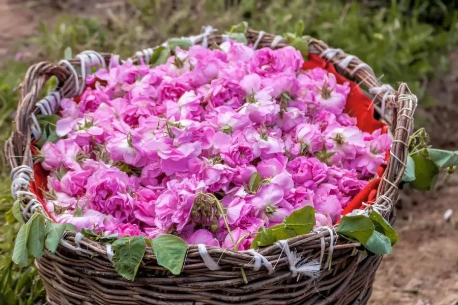 Hoa hồng sau khi hái sẽ được trưng cất để làm tinh dầu hoa hồng