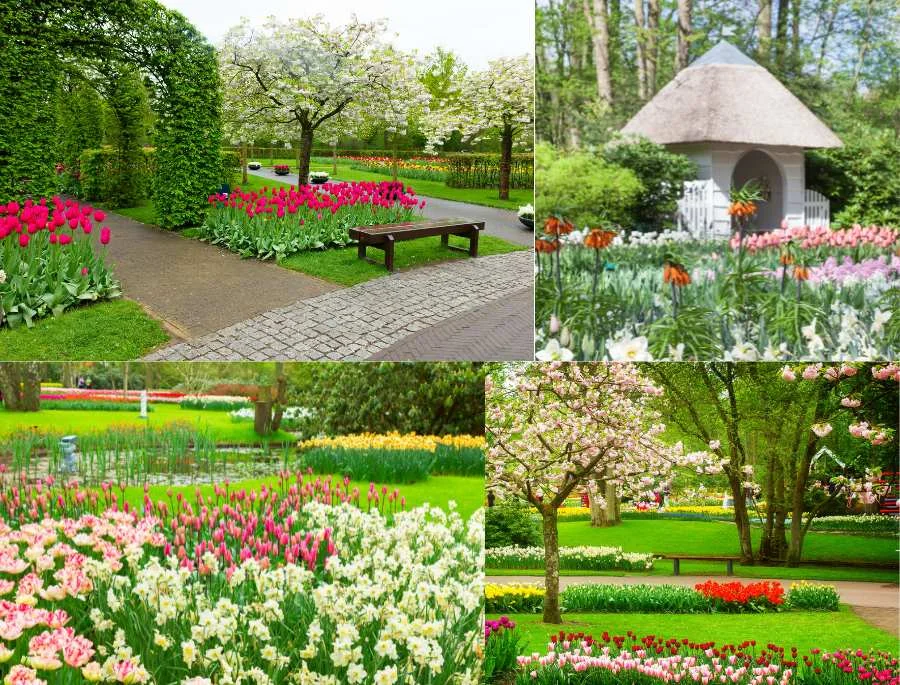 Hình ảnh hàng triệu bông hoa khoe sắc dưới bầu trời mùa xuân trong xanh