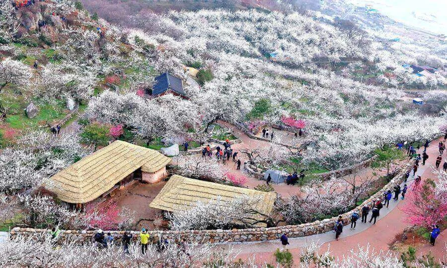 Lễ hội hoa mơ Gwangyang không chỉ là một sự kiện mà còn là một trải nghiệm khó quên dành cho các tín đồ du lịch Hàn Quốc