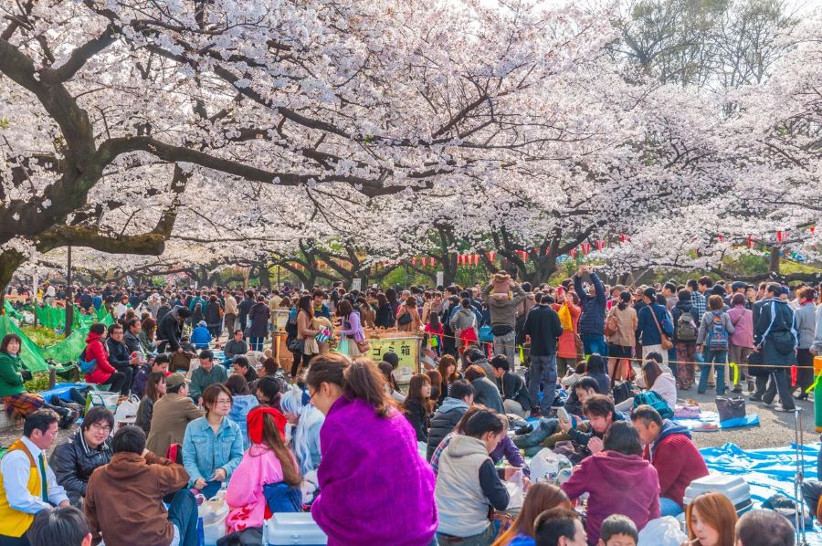 Người Nhật rất thích tham gia những bữa tiệc Hanami ngoài trời cùng gia đình, bạn bè