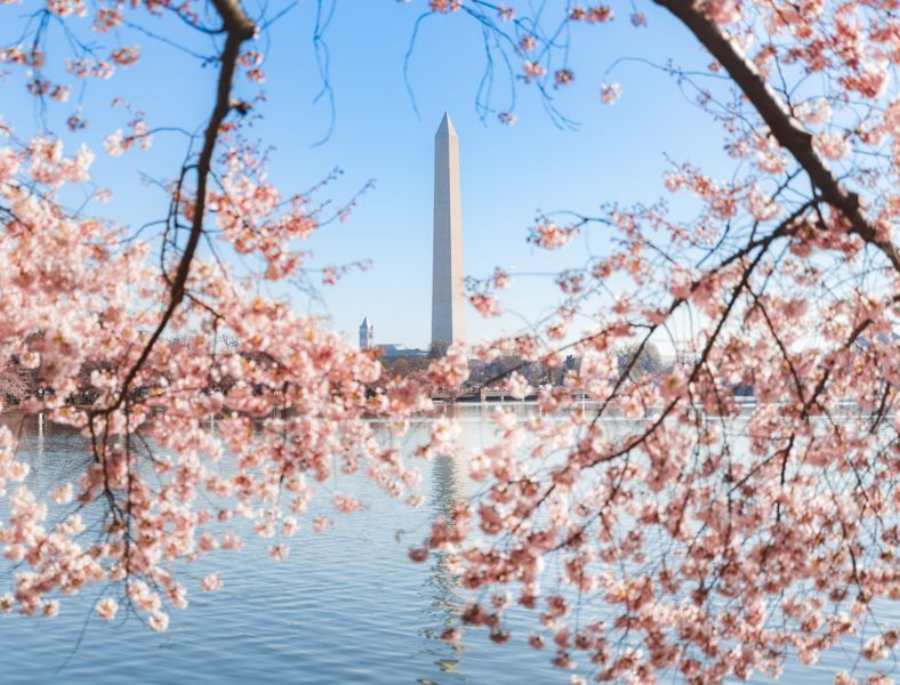 Lễ hội hoa anh đào quốc gia tại Washington D.C vô cùng nổi tiếng với nhiều hoạt động hấp dẫn