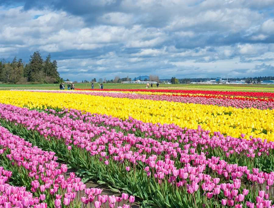 Toàn bộ bang Washington nước Mỹ trở thành một thung lung hoa rộng lớn với hàng triệu bông hoa tulip khoe sắc rực rỡ