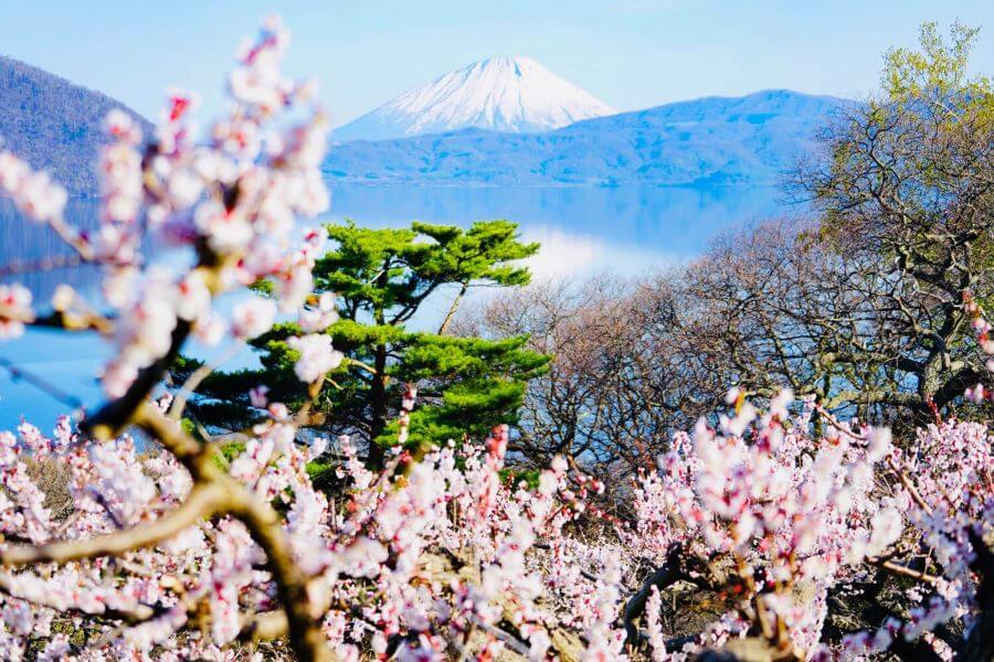 Hokkaido cũng là một trong những điểm ngắm hoa anh đào tuyệt đẹp mà abnj có thể cân nhắc cho chuyến du lịch Nhật Bản