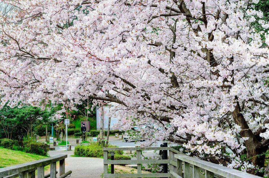 Fukuoka mang đến một trải nghiệm ngắm hoa anh đào đa dạng và phong phú cho chuyến du lịch Nhật Bản mùa xuân của bạn