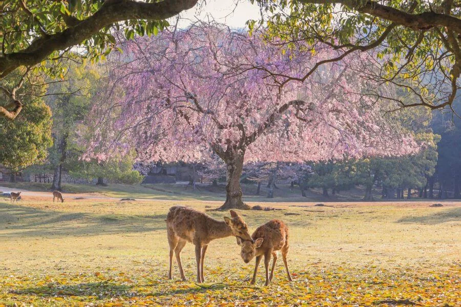 Nara với những chú hươu nai thân thiện là một điểm đến tuyệt vời trong tour Nhật Bản để ngắm hoa anh đào vào mùa xuân