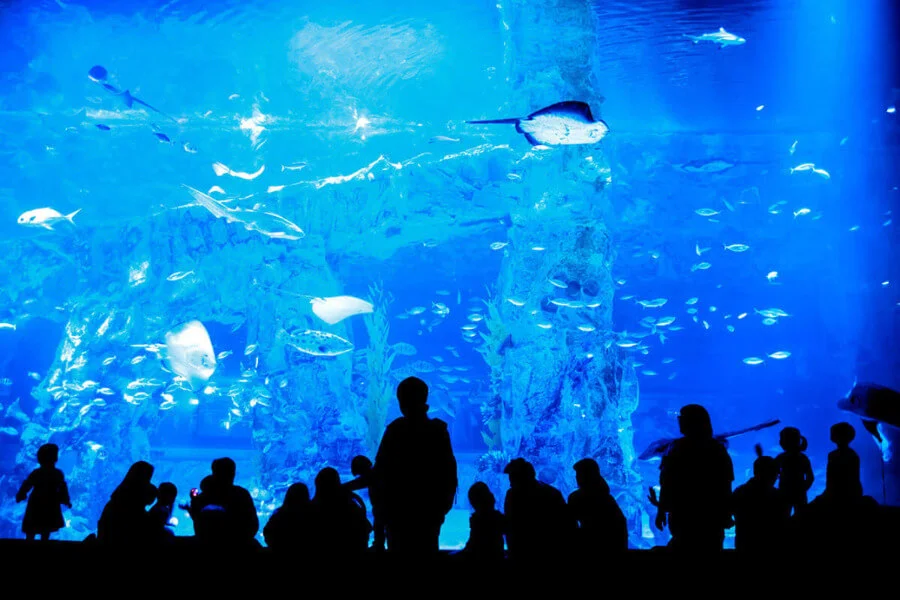 Nằm ẩn mình trong lòng tòa nhà cao tầng, Lotte Aquarium chứa đựng những bí ẩn của đại dương bao la