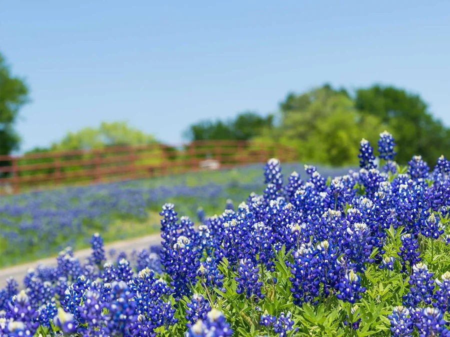 Những cánh đồng hoa mũ len Texas bừng tỉnh sau giấc ngủ mùa đông, khoác lên mình màu tím biếc rực rỡ