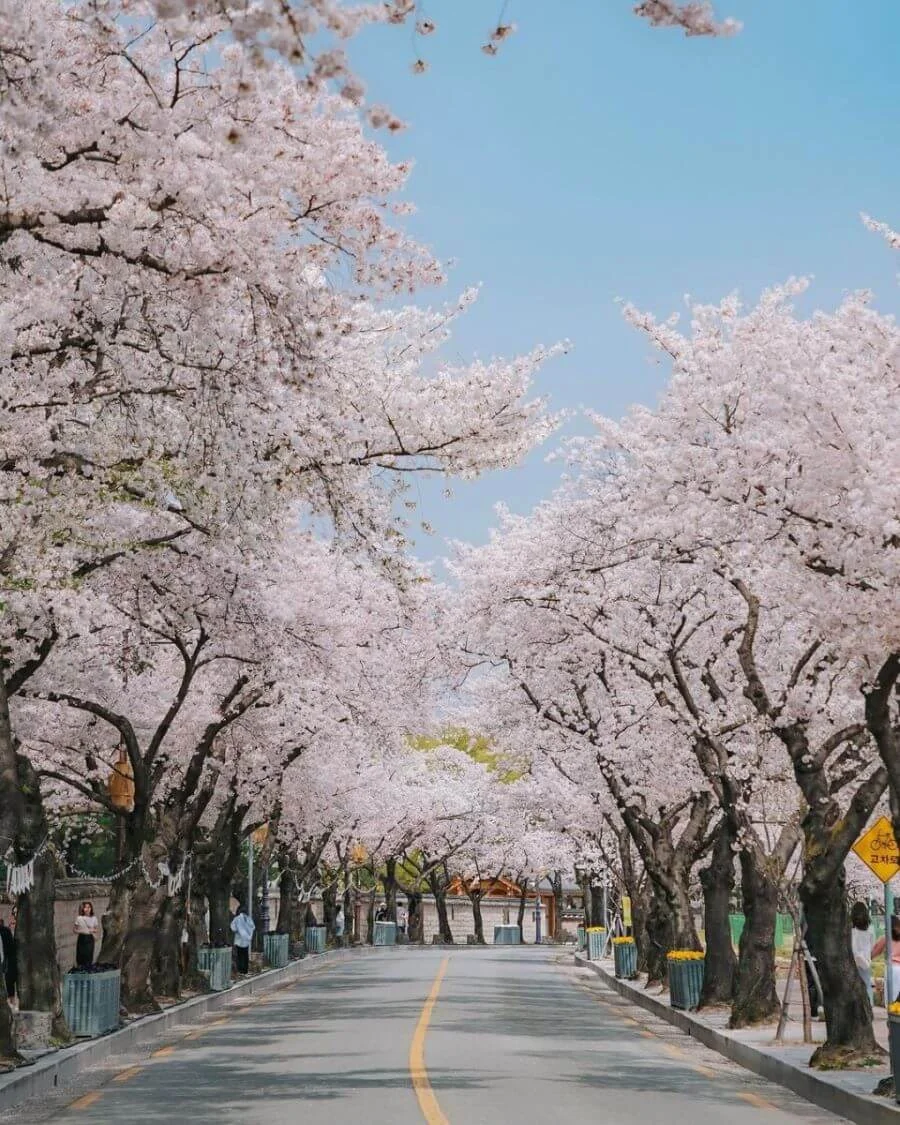 Gyeongju là một trong những điểm đến tuyệt vời để chiêm ngưỡng vẻ đẹp của hoa anh đào vào mùa xuân